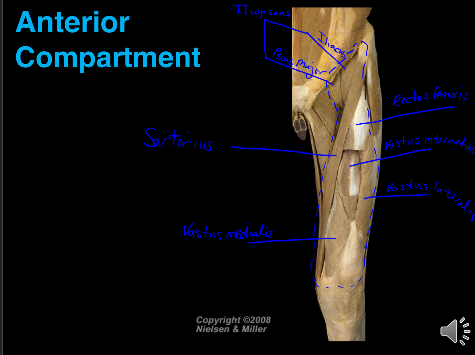 <ul><li><p>Quadriceps Femoris Muscles</p><ul><li><p>(RF, VL, VI, VM)</p></li></ul></li><li><p>Sartorius</p></li><li><p>Psoas major and iliacus (terminal ends)</p></li></ul><p></p>