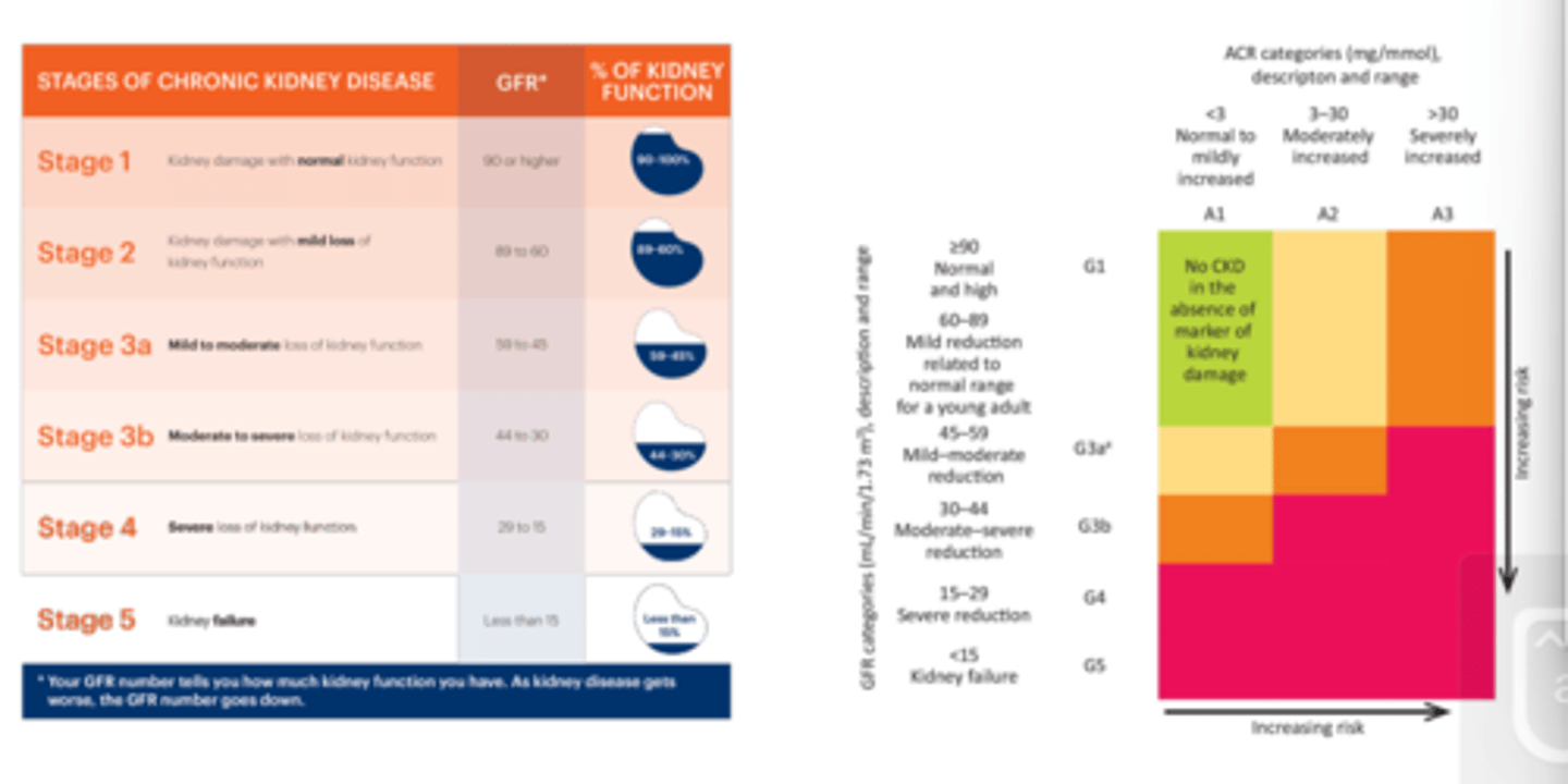 <p>Stage 1</p><p>Kidney damage with normal kidney function</p><p>90 or higher eGFR</p><p>90-100% pf kidney function</p><p>Stage 2</p><p>Kidney damage with mild loss of kidney function</p><p>89 to 60 eGFR</p><p>59-50%</p><p>Stage 3a</p><p>Mild to moderate loss of kidney function</p><p>59 to 45 eGFR</p><p>59-45%</p><p>Stage 3b</p><p>Moderate to severe loss of kidney function</p><p>44 to 30</p><p>44-10%</p><p>Stage 4</p><p>Severe loss of kidney Function</p><p>29 to 15</p><p>29-15%</p><p>Stage 5</p><p>* Your GFR number tells you how much kidney function you have. As kidney disease gets</p><p>worse, the GFR number goes down.</p><p>Kidney failure</p><p>Less than 15</p><p>Less than</p><p>15</p><p>Can also categorise using ACR</p>