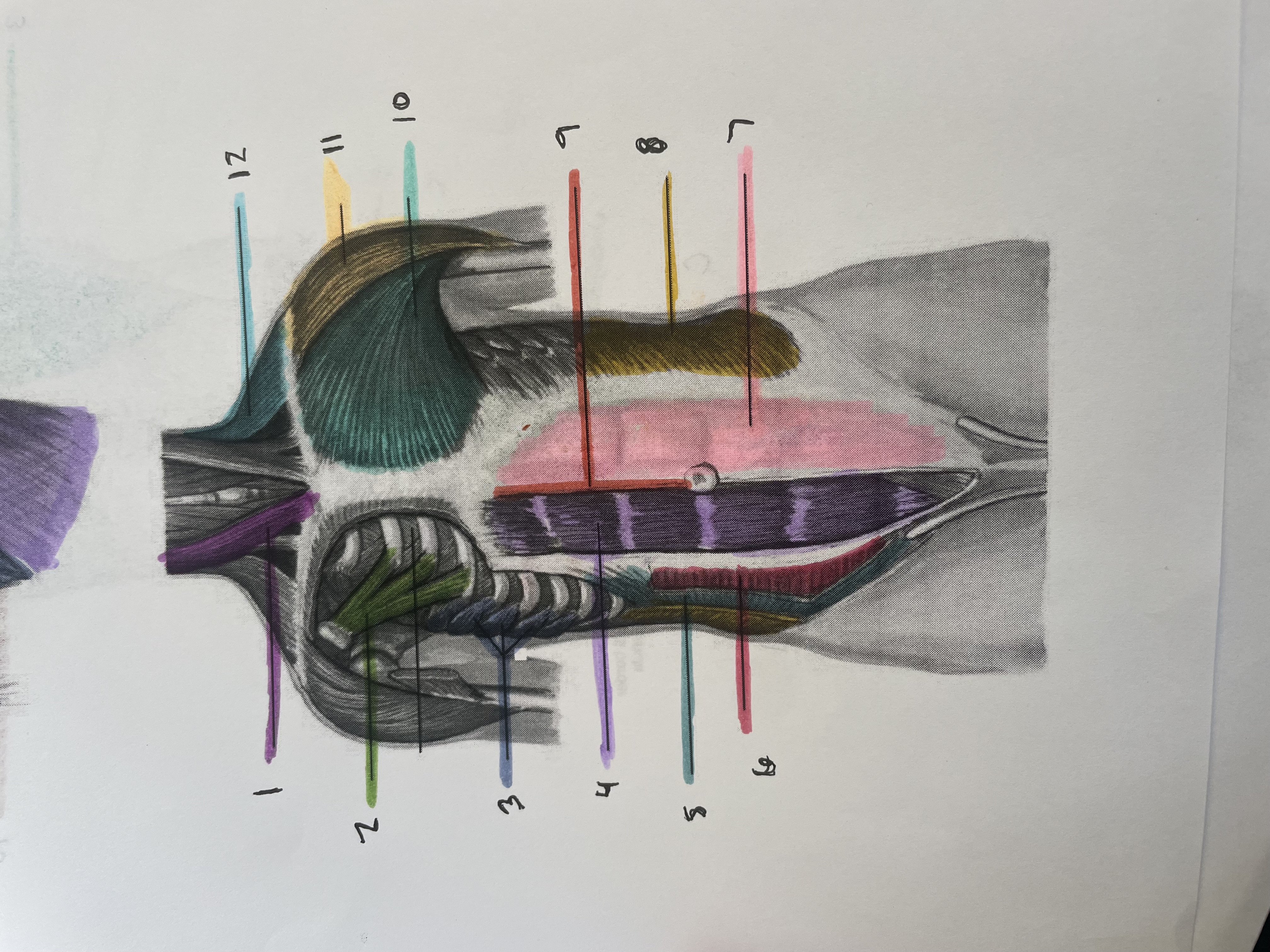 <p>11</p>
