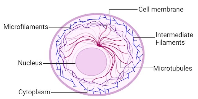<p>Microtubules and Filaments. The cytoskeleton is <strong>a structure that helps cells maintain their shape and internal organization</strong>, and it also provides mechanical support that enables cells to carry out essential functions like division and movement. Provides cell w/ internal framework</p>