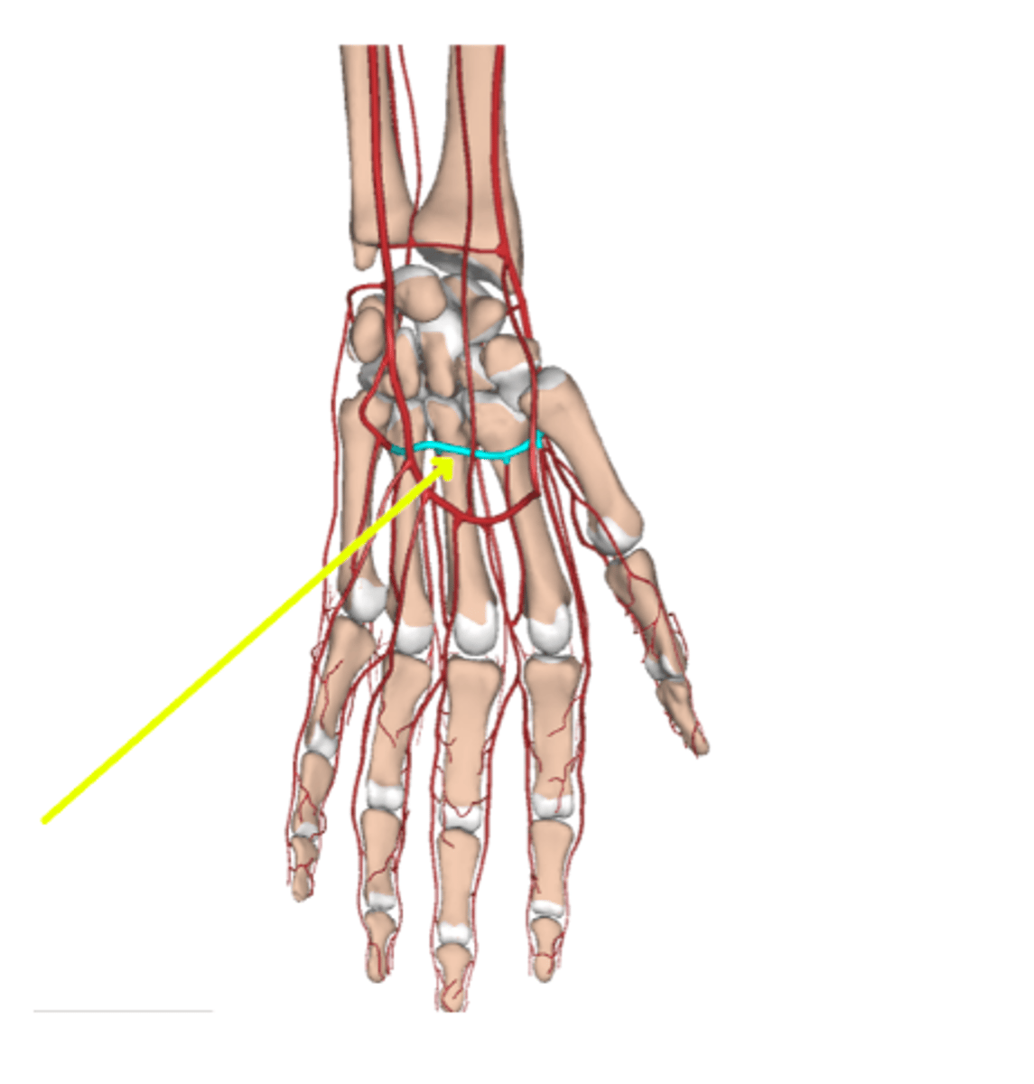 <p>Deep palmar arch artery</p>