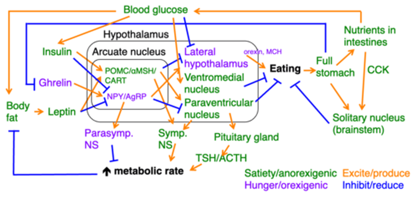 <p>This image here represents what?</p><p>(must be able to know what hormones are satiety promoting or inhibiting)</p>