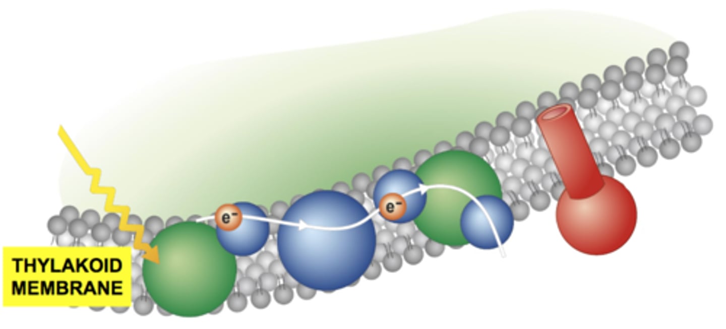 <p>A series of proteins found in the thylakoid membrane of chloroplasts that absorbs light energy to produced NADPH and ATP that is then used in the Calvin Cycle</p>
