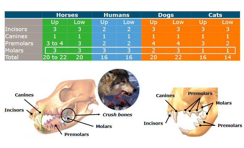 <p>Biggest difference in the molars</p><p>cats have 1 molar (no need to grind), dogs have 2 in the uppar and 3 in the lower jaw, compared to horses and humans (dietary influenced)</p>