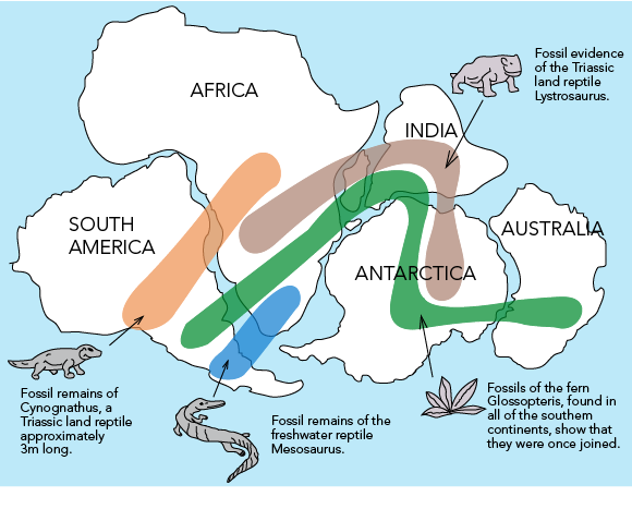 <ol start="2"><li><p>fossil evidence - same species of extinct plants and animals found in rocks of same age but on continents that are now widely separated -&gt; organisms lived side by side, lands moved apart after they were dead and fossilised, organisms would not have been able to travel across oceans</p></li></ol><ul><li><p>e.g. mesosaurus - swimming reptile but could only swim in freshwater, cynognathus and lystrosaurus - land reptiles that were unable to swim</p></li><li><p>coral reefs and coal-forming swamps found in tropical and subtropical environments -&gt; ancient coal seams and coral reefs found in locations where is too cold today -&gt; were alive in warm climate zones, fossils and coal later drifted to new locations of continents</p></li></ul>