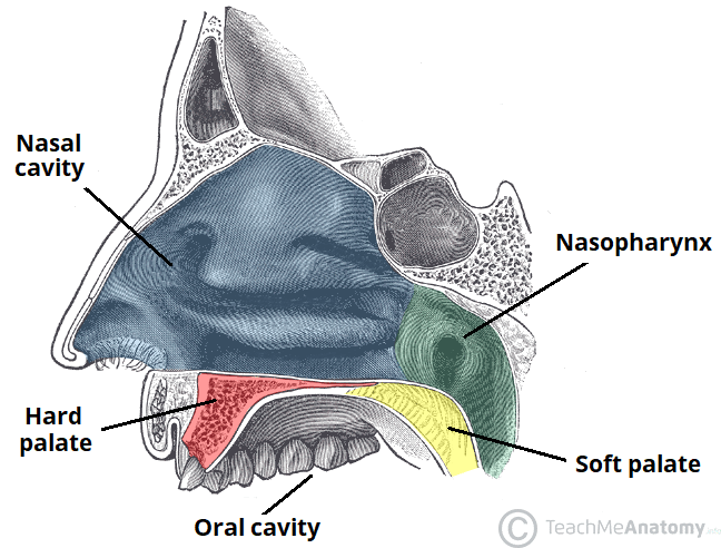 <p>hard palate</p>