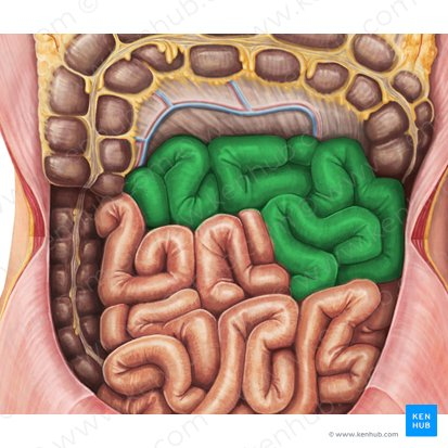 <p>The middle section of the small intestine, where most of the digestion and absorption of carbohydrates, lipids, and proteins occurs.</p>