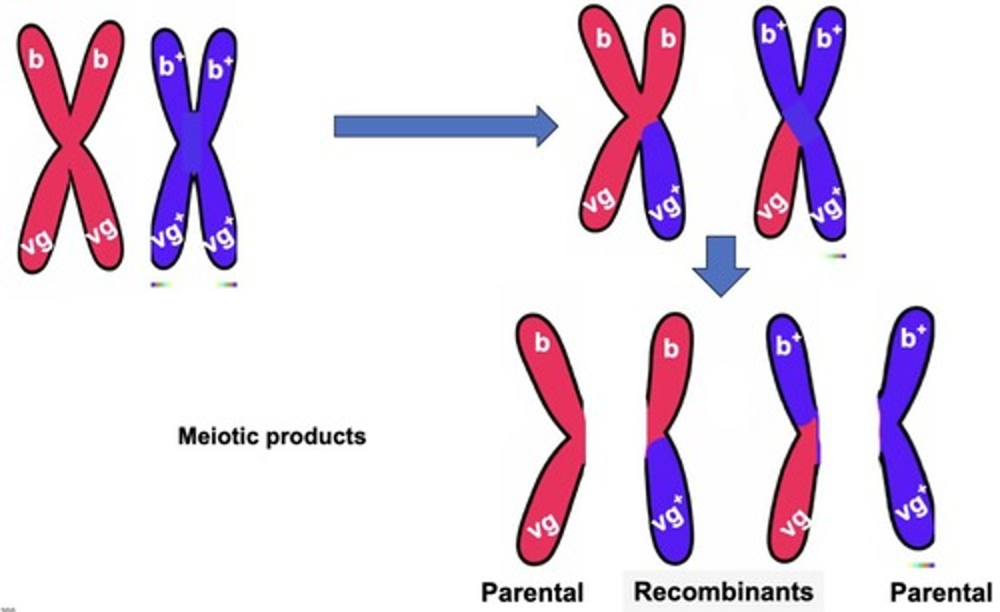 <p>Both HbA and HbS are expressed in heterozygotes, showing migration for both bands A and S.</p>