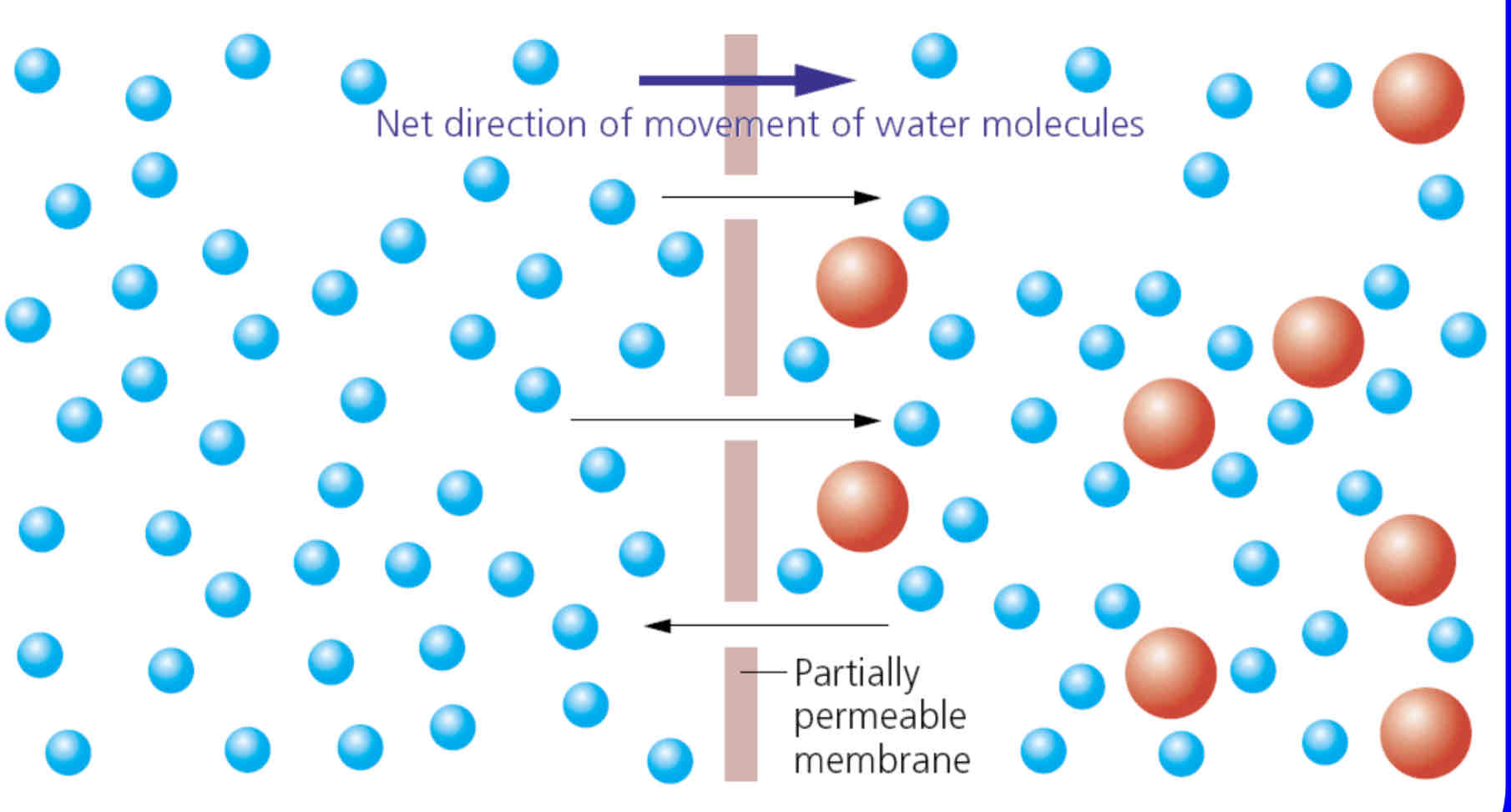 <ul><li><p>net movement of <mark data-color="red">solvent</mark> molecules from a <mark data-color="red">high water potential</mark> (dilute) to <mark data-color="red">lower water potential</mark> (concentrated) through <mark data-color="red">partially permeable membrane </mark></p></li></ul>