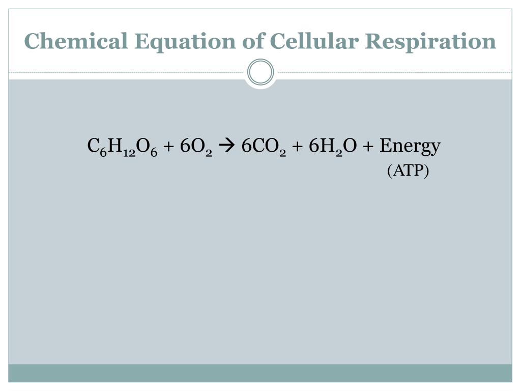 <p>Write the equation for Cellular respiration?</p>