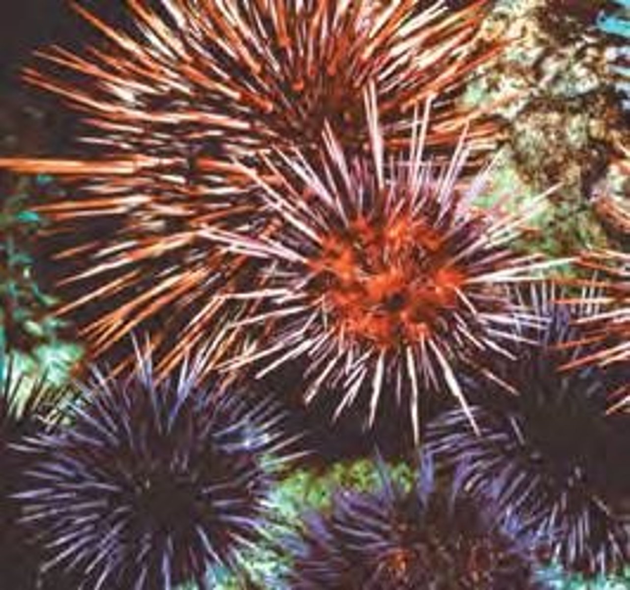 <p>A type of reproductive barrier where sperm of one species cannot fertilize the eggs of another species.</p>