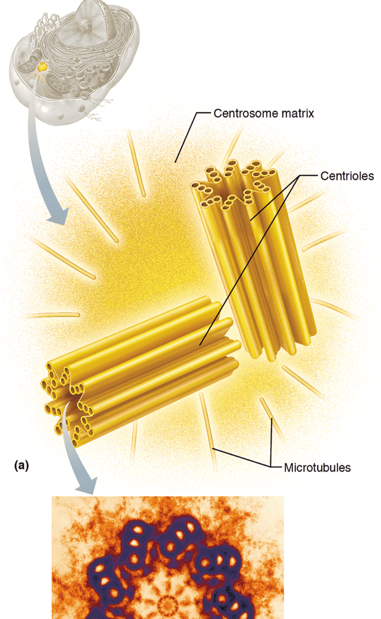 <p>Centrioles</p>