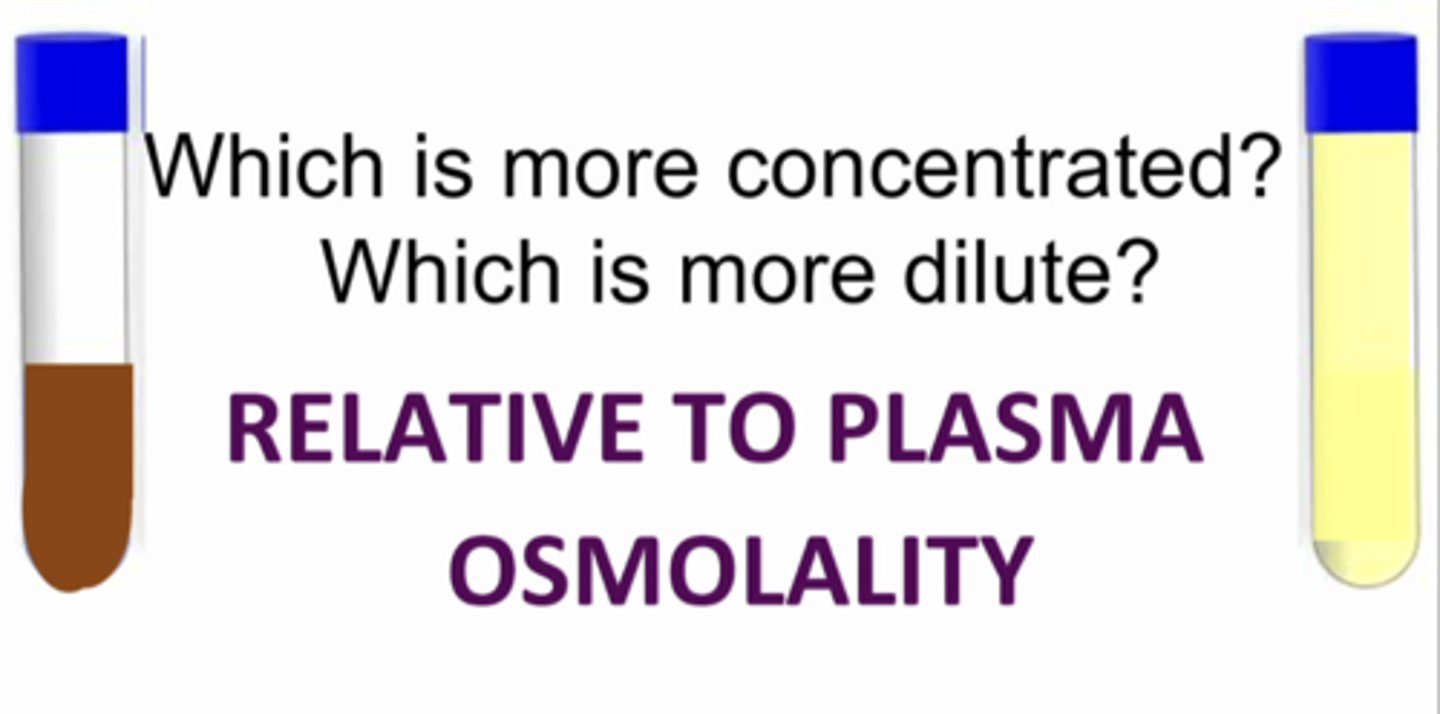 <p>what is the difference between hypoosmotic urine and hyperosmotic urine? which is more concentrated? which is more dilute? RELATIVE TO PLASMA OSMOLALITY</p>