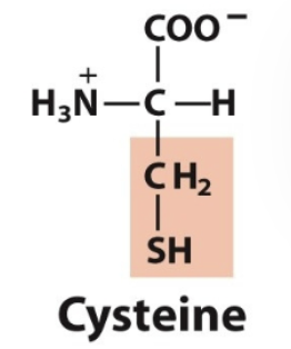 <ul><li><p>Cys, C</p></li><li><p>Polar, uncharged </p></li><li><p>can form disulfide bonds</p><ul><li><p>covalent bonds between 2 cysteine residues </p></li></ul></li><li><p>Polar, uncharged </p></li></ul><p></p>