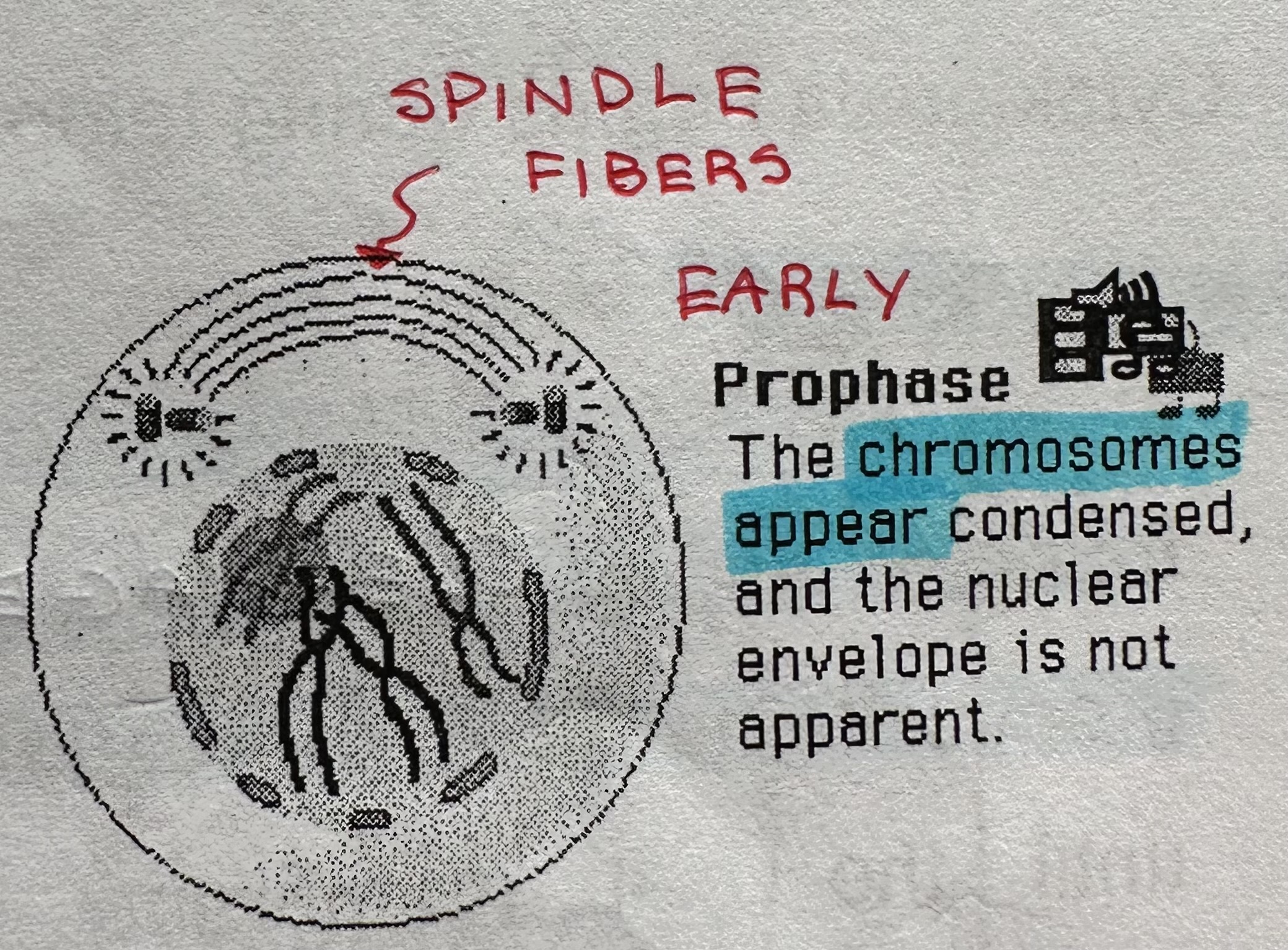 <p>1st stage</p><p>Longest phase (60% of mitosis)</p><p>Divide into early, middle and late stages.</p>