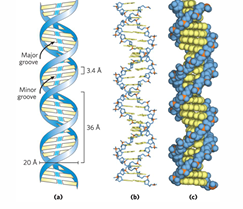 <p><strong>BDNA </strong>= 99% of DNA</p><ul><li><p><strong>right handed helix</strong>, 10.5 base pairs per turn</p></li><li><p>base pairs flat and perpendicular to backbone</p></li><li><p>Hphobic bases inside </p></li><li><p>base pairs exposed in <strong>major and minor grooves</strong></p></li></ul><p></p>