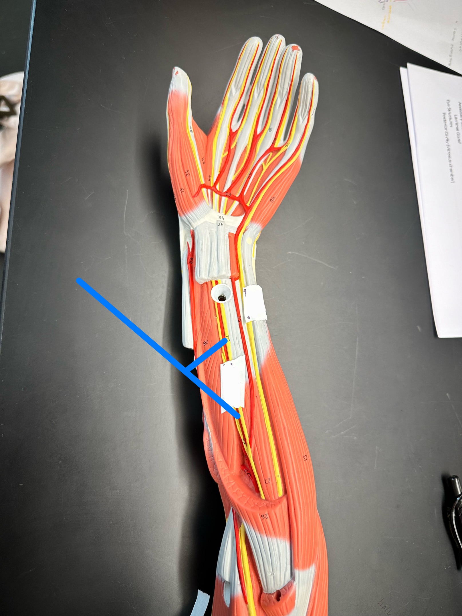 <p>ID nerve</p>