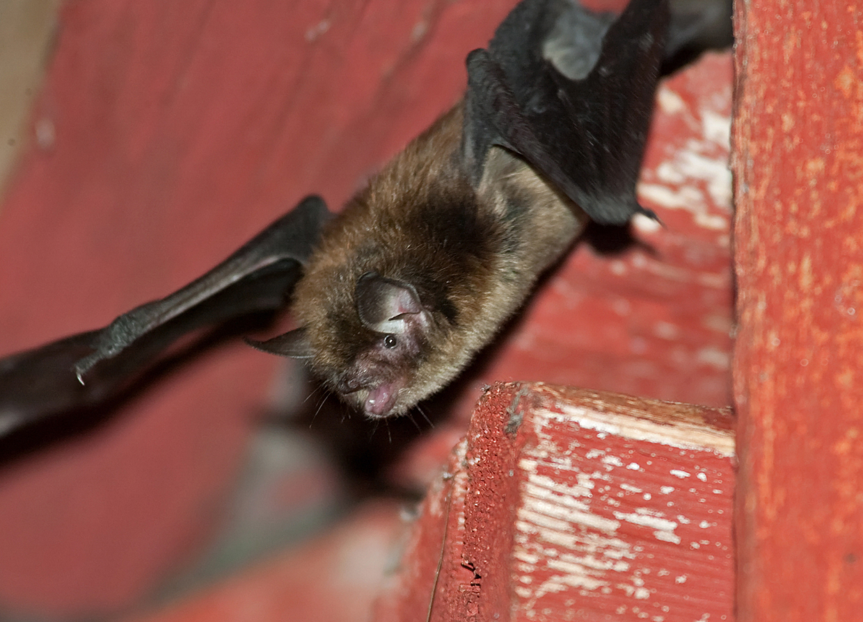 <p><em>Myotis mystacinus</em></p>