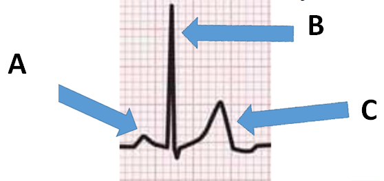 <p>C</p>