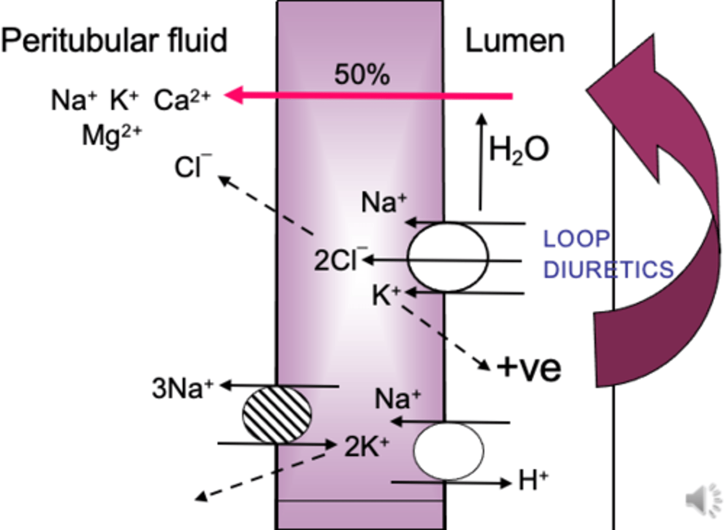 <p>the interstitial fluid surrounding the renal tubule. 1st to make it into urine. aka ultrafiltrate</p>