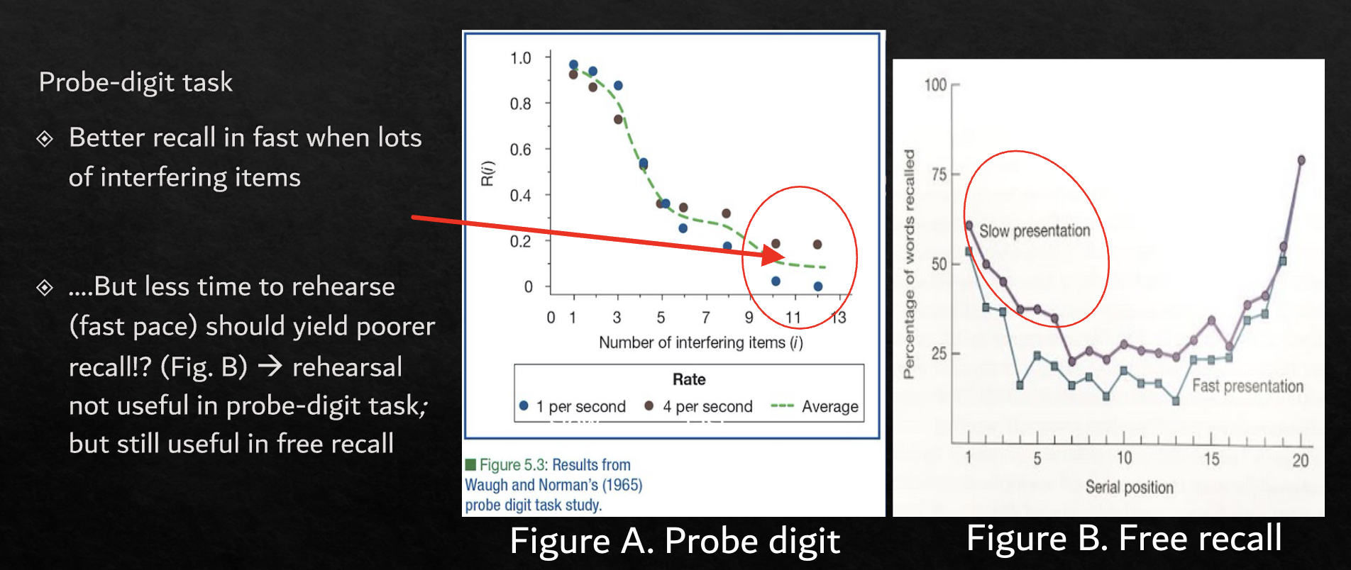 <ul><li><p>In probe digit - slower presentation hindered performance</p></li></ul><ul><li><p>In free recall - it helped performance</p></li></ul><p></p>