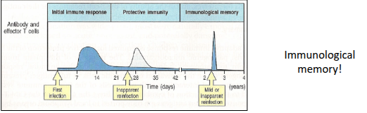<p>First exposure: specific antibodies and T cells are produced. Second exposure: early reinfection is cleared by preformed immune reactants. Third (or later) exposure: late reinfection triggers a very rapid increase in antibodies and specific T cells.</p>