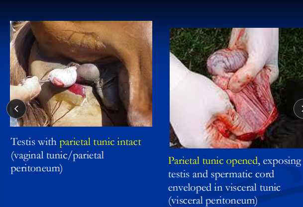 <p><span style="background-color: transparent;"><strong>Pre and Post Op Considerations for Castration</strong></span></p>
