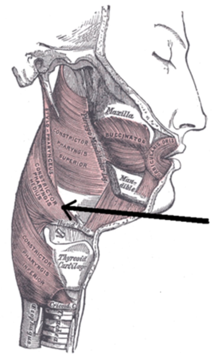 <p>Somewhat fan shaped</p><p>Origin - hyoid bone</p><p>Course - fan out posteriorly and medially</p><p>Insertion - midline raphe</p><p>Action - reduce diameter of pharynx</p>
