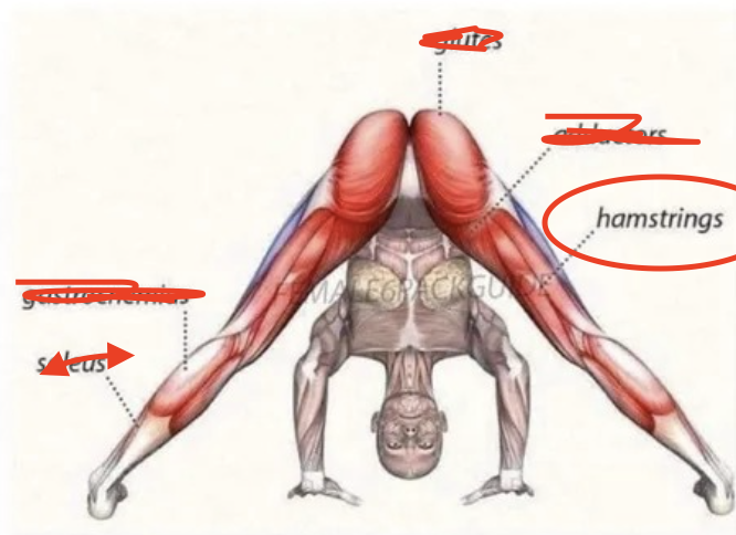 <p>Hamstrings</p>