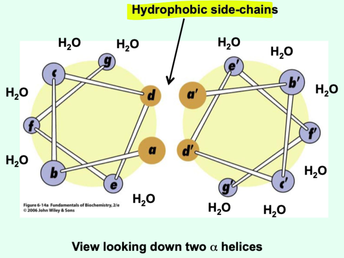 <p><strong>Polar</strong> face interacts with <strong>water</strong></p><p><strong>Non-polar</strong> face interacts with <strong>other parts of the protein</strong></p>