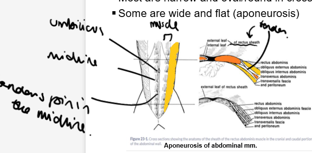 <p>abdomen</p><ul><li><p>no bones in the abdominal wall therefore the tendon is flattened out allowing a wide attachment to other structures. </p></li><li><p>Acts as a sheath (called the rectus sheath)</p></li></ul><p></p>