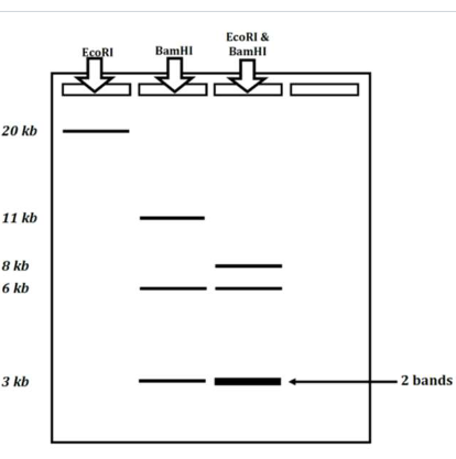 <p>Create a plasmid map using the following electrophoresis data</p>