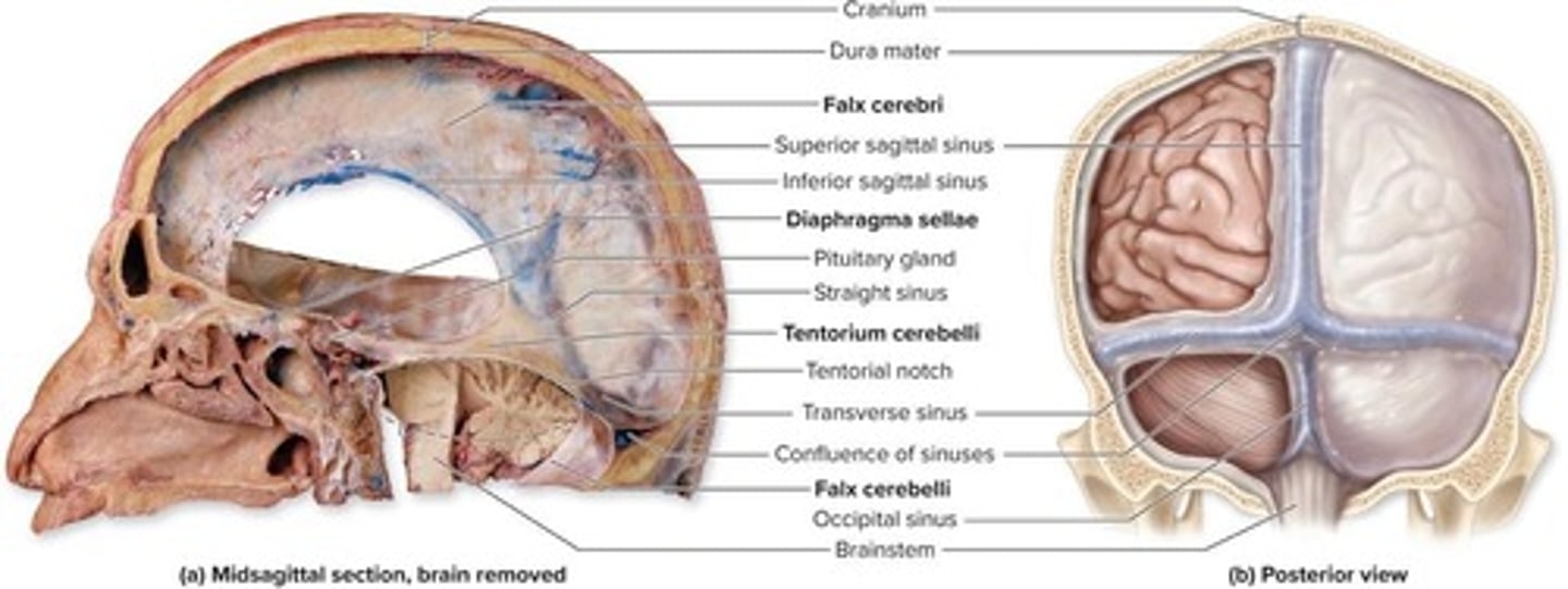 <p>Between the inner meningeal and outer periosteal layers of dura mater</p>