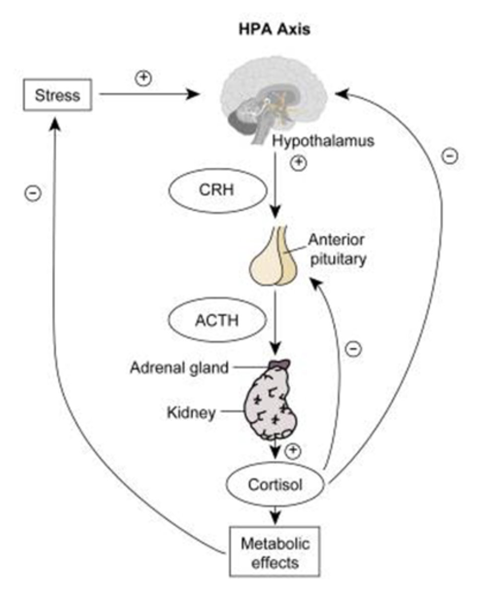 <p>Hypothalamus releases corticotropic releasing hormone which stimulates the anterior pituitary to release ACTH</p><p>ACTH then acts on the adrenal cortex to produce glucocorticoids</p>