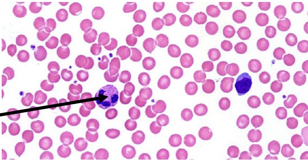 <p><span>Identify the type of tissue and the</span><br><span>structure at the arrow</span></p>