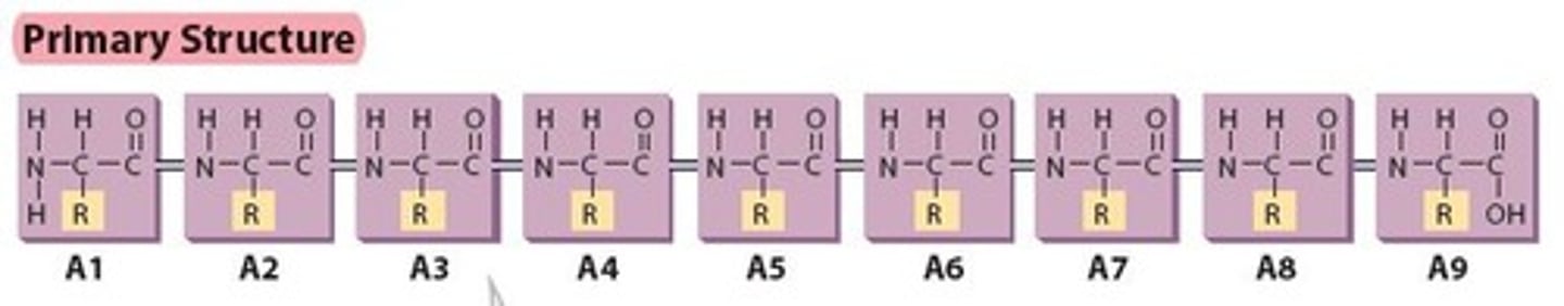 <p>Results from the sequence of amino acids bonded together in a linear chain.</p>