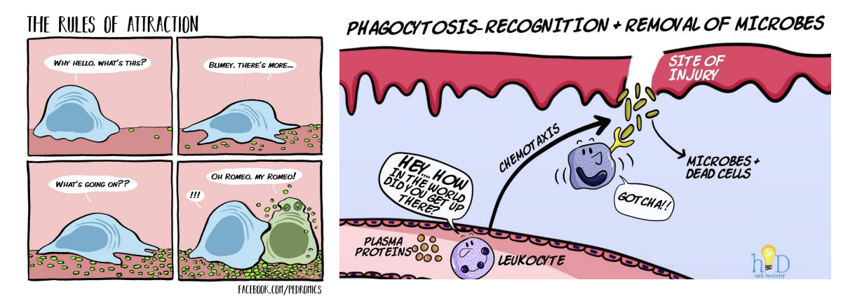<p>Chemotaxis of neutrophils</p>