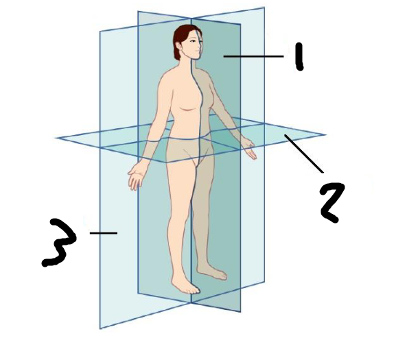 <p>What is anatomical plane number 3?</p>