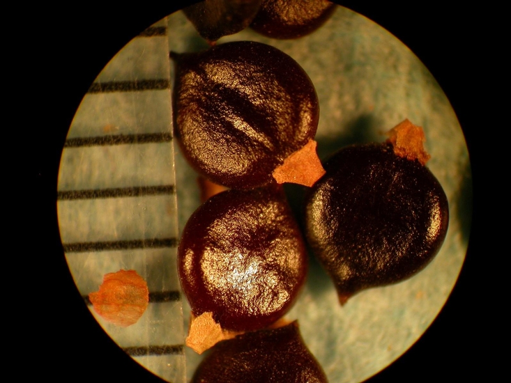 Polygonum pensylvanicum
