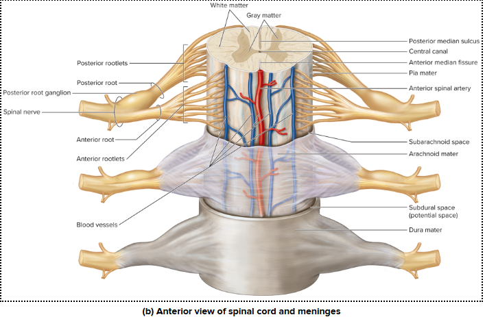 <p>Spinal Meninges and Spaces (Outermost to Innermost)</p>