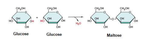 Dehydration Synthesis