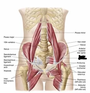 <p>what is the name of the ligament that is crossed out?</p>