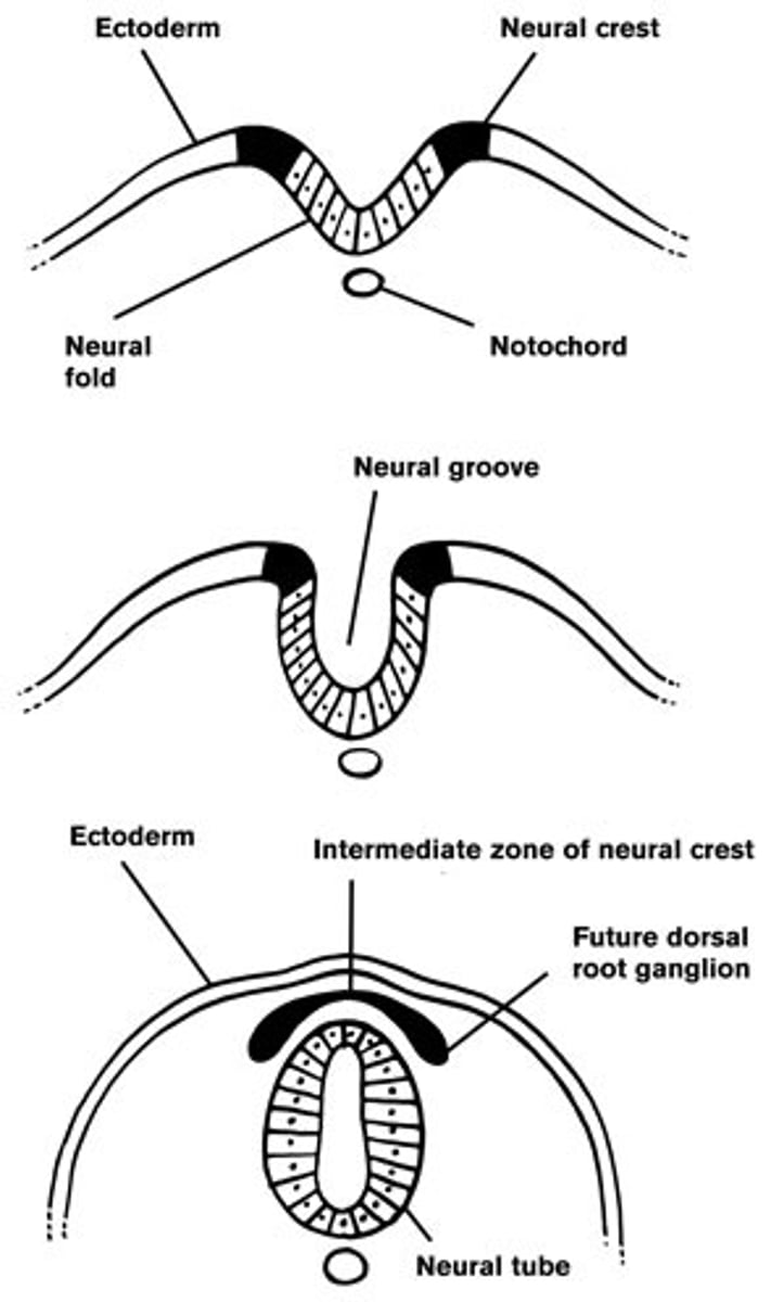 <p>group of cells that develops from the embryo's ectoderm and contributes to the development of many vertebrate structures such as formation of some skeletal elements (bones and cartilage of cranium), as well as to specialized cells in nervous system (neurons and glia)</p>