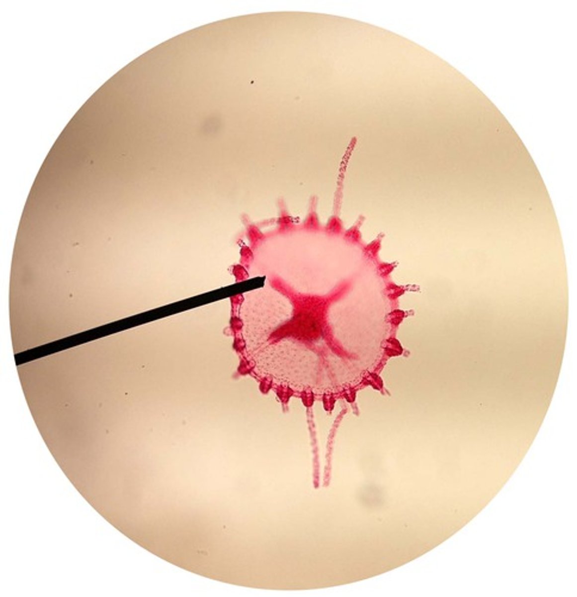 <p>what is this a picture of?</p>