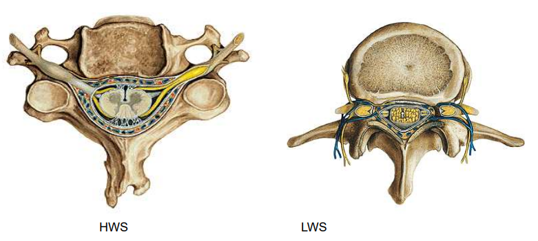 <p>Rückenmark</p><ul><li><p>Nervengeflechte</p></li></ul><p></p>