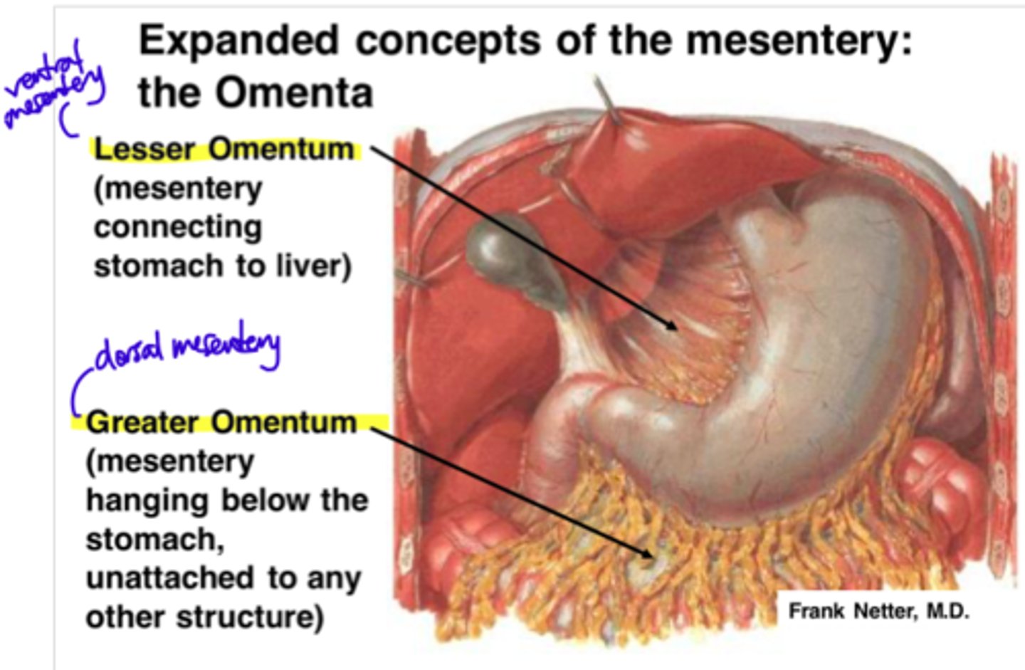 <p>Medentary structure on the greater curvature of the stomach</p>