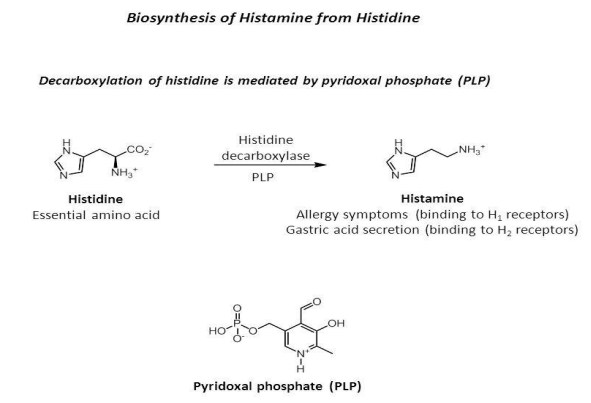 <p><span style="color: purple;">histamine</span></p>