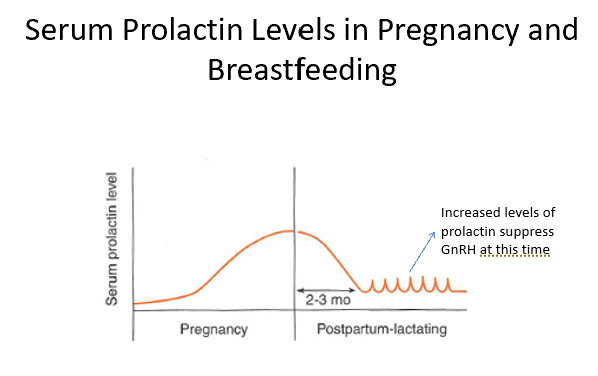 <p>Pregnancy and Prolactin</p>
