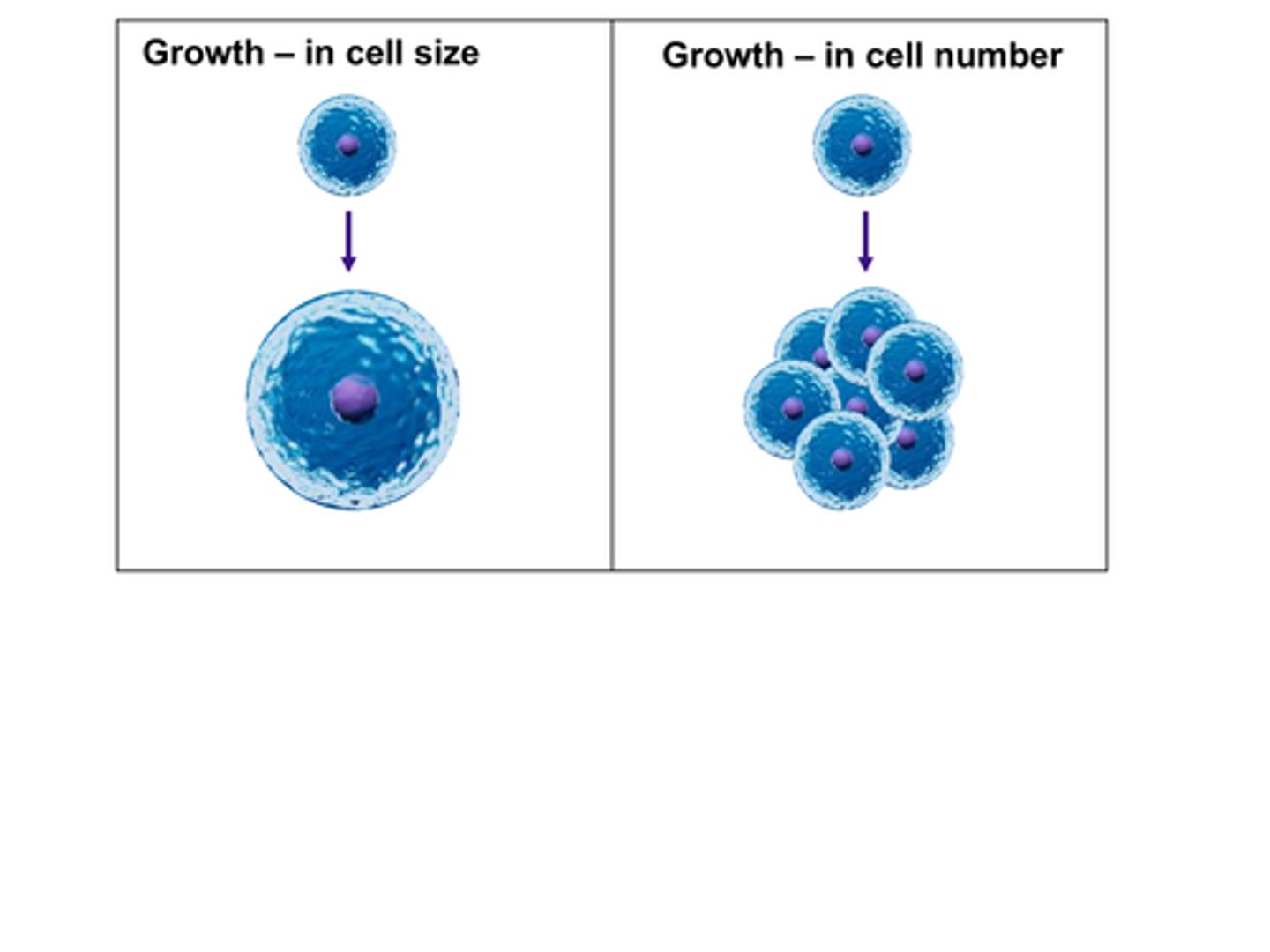 <p>During growth, anabolism outweighs catabolism. Growth may lead to an increase in the ___________ of cells, especially in multicellular organisms.</p><p>A) weight</p><p>B) color</p><p>C) number</p><p>D) shape</p>