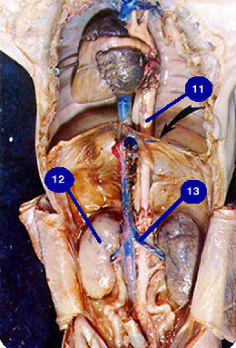 <p>12.</p>
